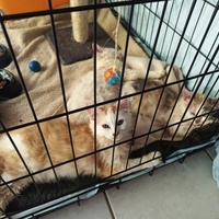 photo de livraison pour Association Chats Errants Val de Nièvre