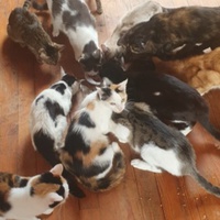 photo de livraison pour Les Buddy Chats