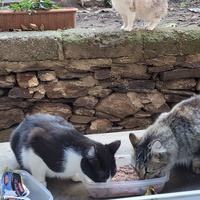 photo de livraison pour Ecole du Chat Libre de Port-Vendres