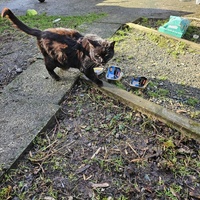 photo de livraison pour SOS Chats Libres Haut-Béarn