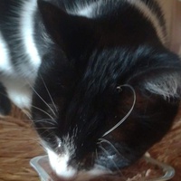 photo de livraison pour Chat L'Heureux