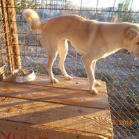 photo de livraison pour Pro Animals Finland ry