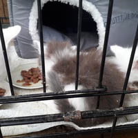 photo de livraison pour Une vie, Un chat