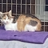 photo de livraison pour SADF (Sauvetage des animaux domestiques de France)