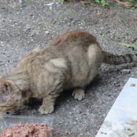 photo de livraison pour Chat Libre de l'Ile du Ramier