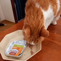 photo de livraison pour Les chats de chez nous