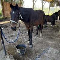 photo de livraison pour Les Crins de la Lande