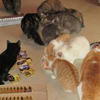 photo de livraison pour Jardin des Chats