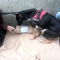 photo de livraison pour Help Doggy