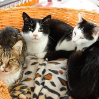 photo de livraison pour Potron Minet