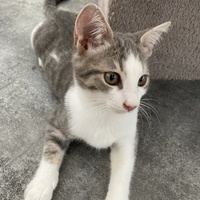 photo de livraison pour Association Des  Chats  De Hyeres