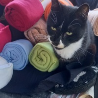 photo de livraison pour Les Pattounes de l'Espoir