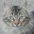 photo animal