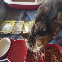 photo de livraison pour Les chats Port-Saint-Louisiens