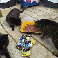 photo de livraison pour ANIMAL ATTITUDE
