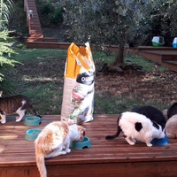 photo de livraison pour Chats en Liberté