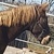 photo animal