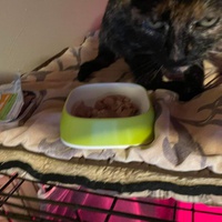 photo de livraison pour Chat Suffit a.sb.l.