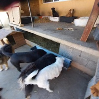 photo de livraison pour Društvo za zaštitu životinja "Bela"