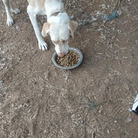 photo de livraison pour For the Strays - Paws of Greece