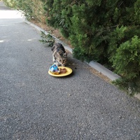 photo de livraison pour L'Ecole du Chat Istreen