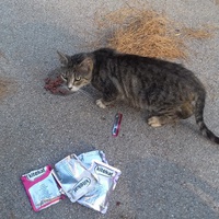 photo de livraison pour Les Chats Libres de la Canterrane