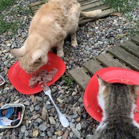 photo de livraison pour Les chats de chez nous