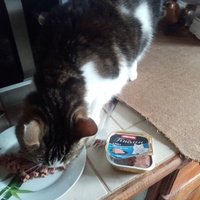 photo de livraison pour A Pas De Chats