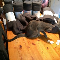photo de livraison pour Jardin des Chats
