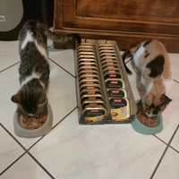 photo de livraison pour Les chats de l'Indifférence