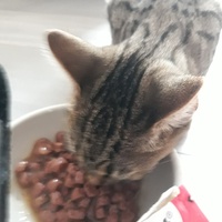 photo de livraison pour Chat Va Bien