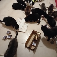 photo de livraison pour Les Amis de Michouette