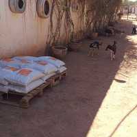 photo de livraison pour Help Adopt Moroccan Animals
