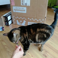 photo de livraison pour Les Chats Libres de Mirepeisset