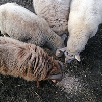photo de livraison pour Au Bonheur Animal