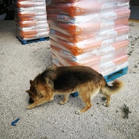 photo de livraison pour Protectors Animal El Hocico