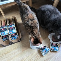 photo de livraison pour NAE-NUTTI - Les chats de la maison brûlée
