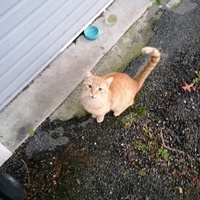 photo de livraison pour Patounes de Chats