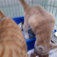 photo de livraison pour Amicale Chats