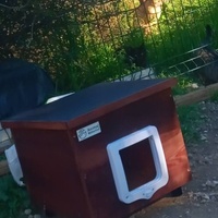 photo de livraison pour Les Chats-Pitresdelavi-Ste