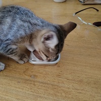 photo de livraison pour Chats Grains d'Amour