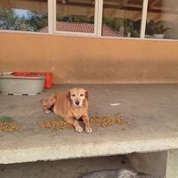 photo de livraison pour Društvo za zaštitu životinja "Bela"