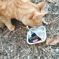 photo de livraison pour Cat Miaou