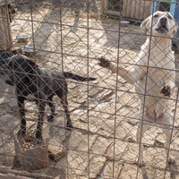 photo de livraison pour Azil Bella