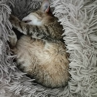 photo de livraison pour Les Coups Fourrés - ACF