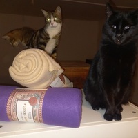 photo de livraison pour Les Pattounes de l'Espoir