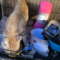 photo de livraison pour Chats Libres de Béziers