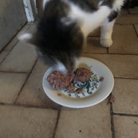 photo de livraison pour The Funny Farm Cat Rescue
