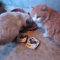 photo de livraison pour GIROU - Chats Libres des Rues
