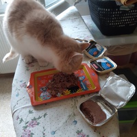 photo de livraison pour L'Arche des Amis à pattes